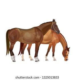 Two horses grazing. Vector illustration isolated on white background