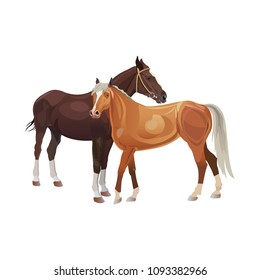 Two horses standing together . Vector illustration isolated on white background