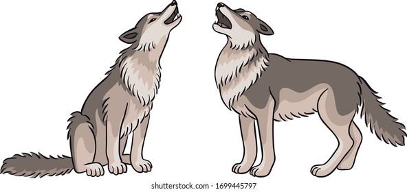 Two howling grey wolves - vector illustration. Colored version.