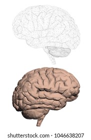 Two human brains. Polygonally covered brain 3D. The outline of the brain. Vector illustration.