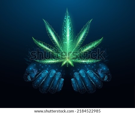 Two human hands are holds cannabis leaf. Low poly hemp. Wireframe glowing low poly  marijuana leaf. Design on dark blue background. Abstract futuristic vector illustration.  