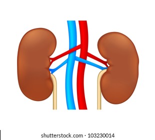 Body Parts Diagram Stock Illustrations, Images & Vectors | Shutterstock