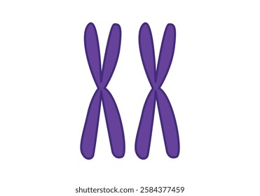 Two human purple chromosomes in an X