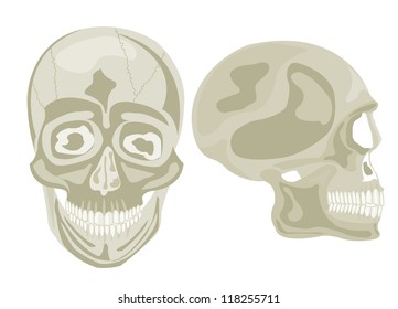 Two human skulls in front and profile