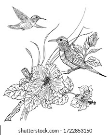 Two Hummingbird Birds And Blooming Hibiscus, Contour Black And White Drawing, Coloring Book For Adults And Children.