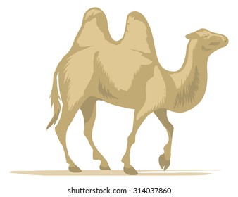 Two hump camel goes vector illustration