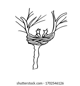 Two hungry chicks in the nest are waiting for their mother, opened their beaks and scream. A nest of branches on a tree among two branches. Spring, tree without leaves.