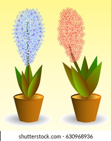 Two hyacinths in pots