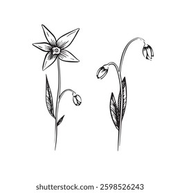 Two illustrations of blue eyed grass. Flowers and buds illustrations with leaves. Black and white vector.