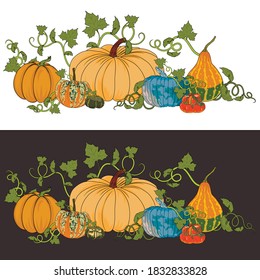 Two illustrations of pumpkins for Halloween and Thanksgiving Day on a white and dark colors. Background for fall fairs with different varieties of pumpkins.