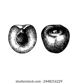 Two individual cherry sketch. Hand-drawn vector illustrations. Summer berry fruit vintage drawings set. Botanical design elements. NOT AI generated