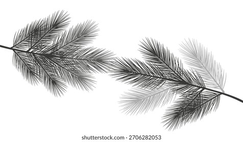 Dois ramos entrelaçados de agulhas de pinheiro criam um padrão gráfico contra um fundo branco, oferecendo um elemento de design natural e elegante.