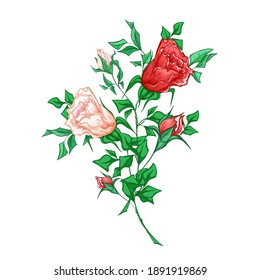 Two intertwined red and white roses. Flower arrangement on a white background.