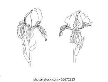 Two iris flowers drawing on white background