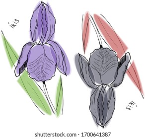 two irises in black and white with multicolored ovals. The inscription in Latin is "Iris". Vector. Any color