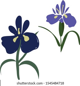 Zwei Irisen im Garten. Vektorgrafik