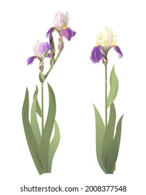 Two Irises with green leaves. Blue, purple flowers, white petals. Gorgeous spring blossoms, symbol of romance. Digital illustration in watercolor style for wedding anniversary, vintage, vector.