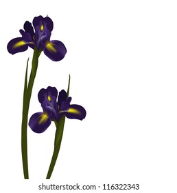 Two irises isolated on white background, vector