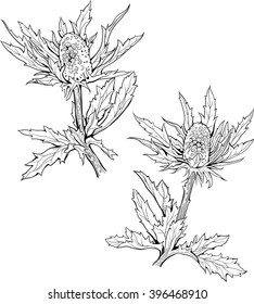 two isolated black and white images of flowers of carduus