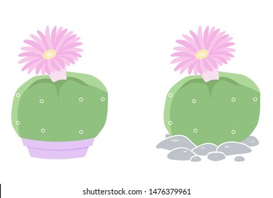 Two isolated cactus on white background. Cute succulent in a pot and on pebbles. Vector illustration. Lophophora or Peyote. Print cactus collection.