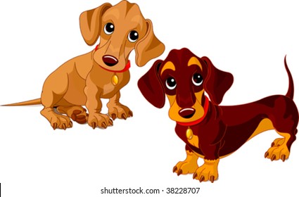 Two isolated dachshunds on the white background