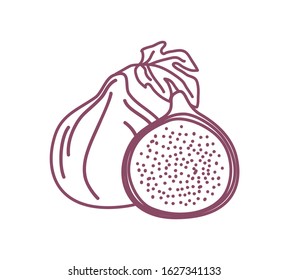Two isolated figs outline design vector illustration sketch. One whole and one half fresh fig fruits isolated on white background 