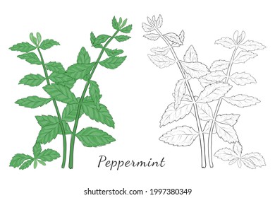 Two Isolated on White Hand Drawn Mint Herb Colored with Shades of Green and Blue. Contoured Herb Made with Brushes. Vector Illustrations for Food Products, Posters, Articles etc.