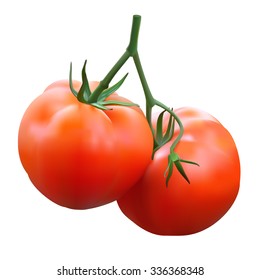 Two isolated tomatoes on a branch. Vector realistic illustration