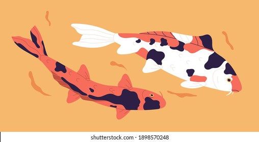 Dos carpas japonesas koi nadando sobre un fondo naranja. Los peces decorativos chinos brillantes con manchas rojas y negras. Ilustración de vector plana colorida aislada en fondo blanco