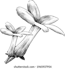 two jasmine buds bloomed side view, sketch vector graphics monochrome illustration on white background