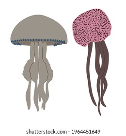 Two jellyfish. Simple vector illustration.