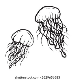 Two jellyfish with tentacles in black brush stroke texture isolated on white. Hand drawn vector sketch illustration in vintage charcoal ink. Summer concept, marine underwater life, vacation, diving