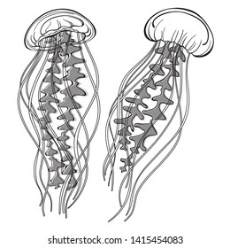 Two jellyfish. Vector hand-drawn illustration on a white background. Isolated elements for design.