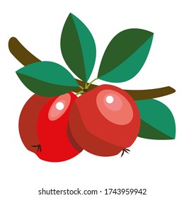Two juicy red apples on a branch. Apple juice. Autumn harvest.
Natural products for health and beauty