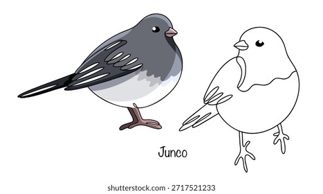 Dois juncos desenhados em preto e cor. Um pequeno passerino com um bico curto e plumagem branco-cinzento. Dois pássaros bonitos em um fundo branco.