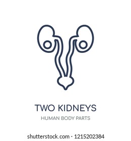 Two Kidneys icon. Two Kidneys linear symbol design from Human Body Parts collection.