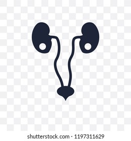 Two Kidneys transparent icon. Two Kidneys symbol design from Human Body Parts collection.