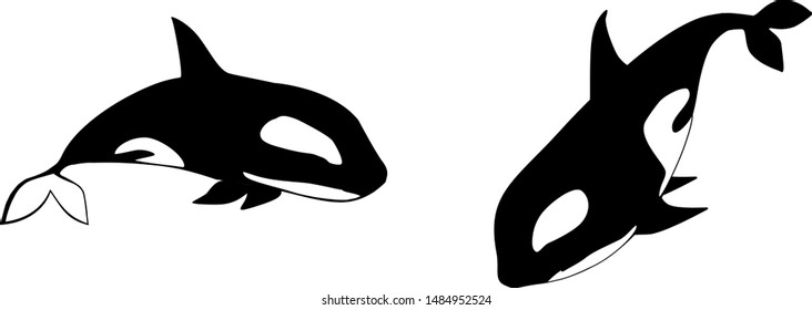 two killer whales from different angles