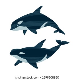 Two killer whales. Ocean animals in trendy flat style. Hand drawn marine mammals with decorative dry brush texture. Vector illustration isolated on white background.