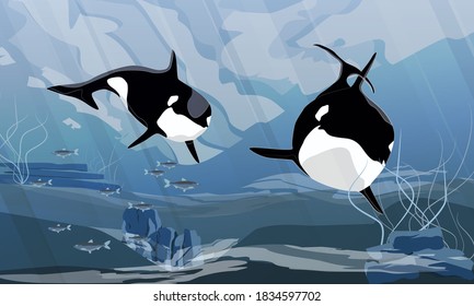 Two killer whales swim in the dark cold waters of the ocean. Orcinus orca. Animals of the Arctic and Antarctic regions. Sublime seascape. Realistic vector