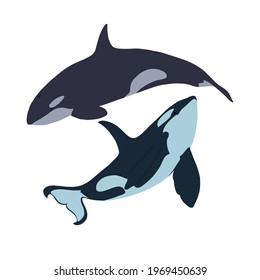 Two killer whales. Vector illustration.