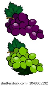 Two kinds of grapes: white and dark. Vector illustration with ripe grapes and green leaves