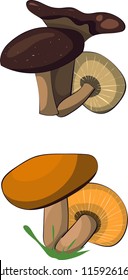 two kinds of mushrooms