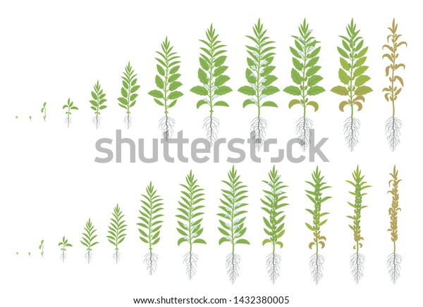 Two Kinds Sesame Crop Stages Set Stock Vector (Royalty Free) 1432380005 ...