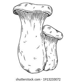 Two king trumpet growing. Vintage vector monochrome hatching illustration isolated on white background. Hand drawn design element for label, poster and web