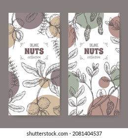 Two labels with Macadamia tetraphylla aka macadamia and Arachis hypogaea aka peanut branch and nuts sketch. Culinary nuts series. Great for traditional medicine, perfume design, cooking or gardening.