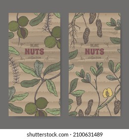 Two labels with Macadamia tetraphylla aka macadamia and Arachis hypogaea aka peanut branch and nuts color sketch. Culinary nuts series. Great for traditional medicine, cooking or gardening.