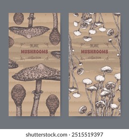 Dois rótulos com Macrolepiota procera aka cogumelo parasol e Flammulina filiformis aka enokitake cogumelo cor esboço. Série de cogumelos comestíveis. Ótimo para cozinhar, medicina tradicional, jardinagem.