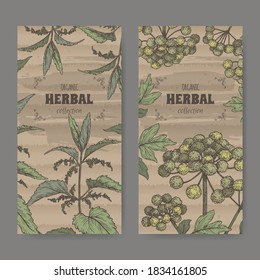 Two labels with Urtica dioica aka common nettle and Angelica archangelica aka garden angelica color sketch. Green apothecary series. Great for traditional medicine, cooking or gardening.