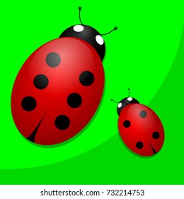 Two ladybugs